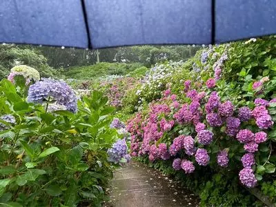 下田公園のアジサイ