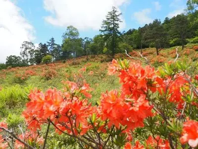 湯の丸高原のレンゲツツジ
