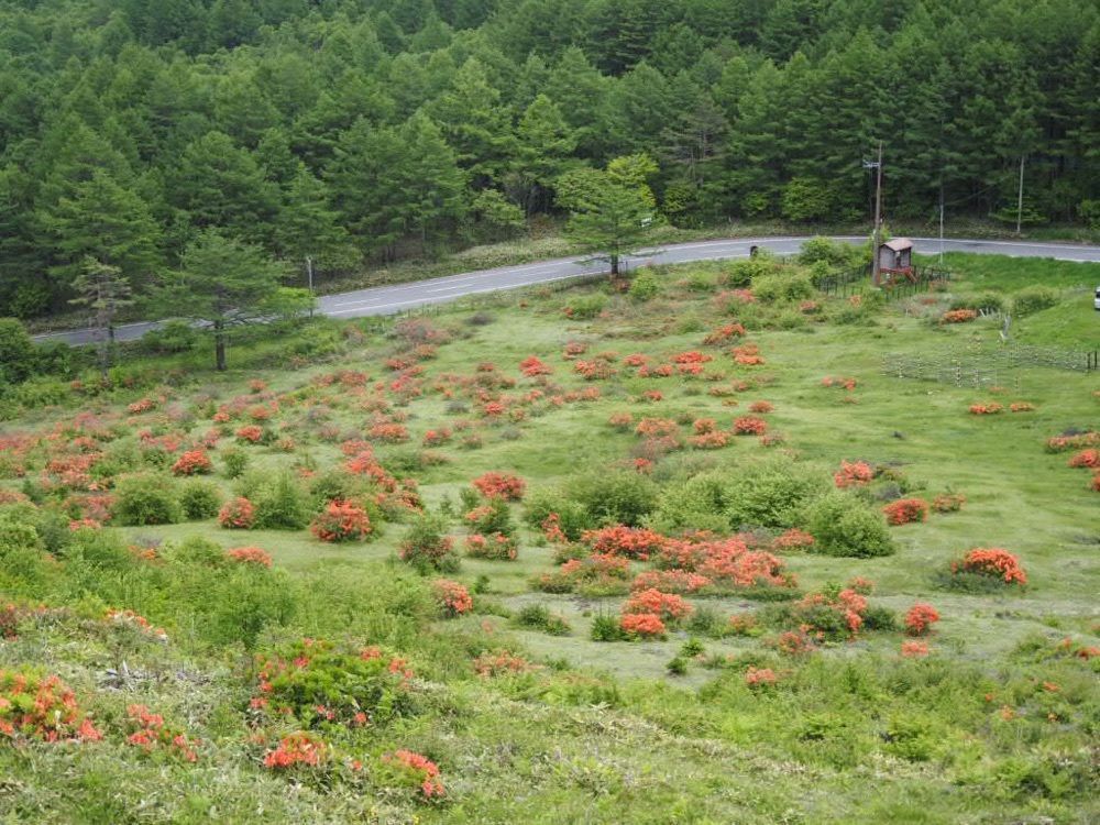 Howl Monさんが投稿した湯の丸高原のレンゲツツジに関する口コミの画像