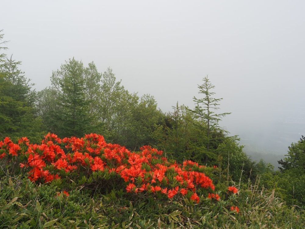 Howl Monさんが投稿した池の平湿原に関する口コミの画像