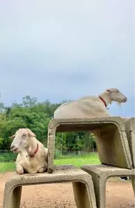 なかよしとんがり牧場