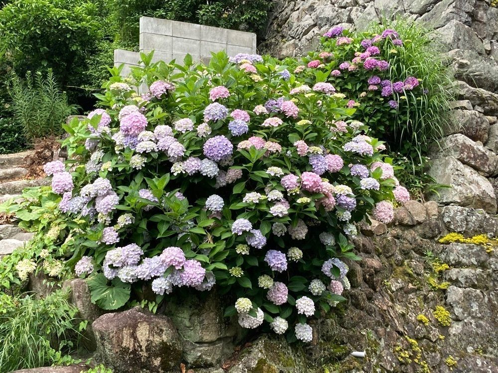 うーとらマンさんが投稿した大滝山福生寺西法院の紫陽花に関する口コミの画像