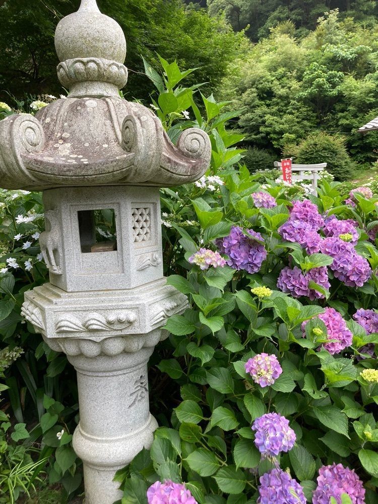 うーとらマンさんが投稿した大滝山福生寺西法院の紫陽花に関する口コミの画像