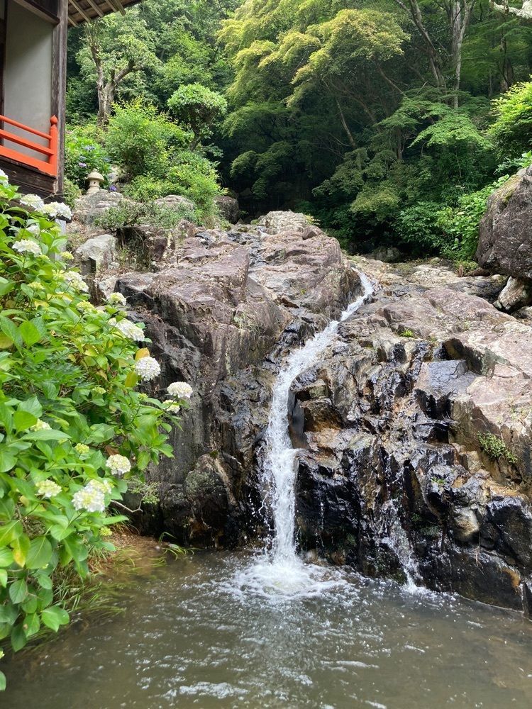 うーとらマンさんが投稿した大滝山福生寺西法院の紫陽花に関する口コミの画像