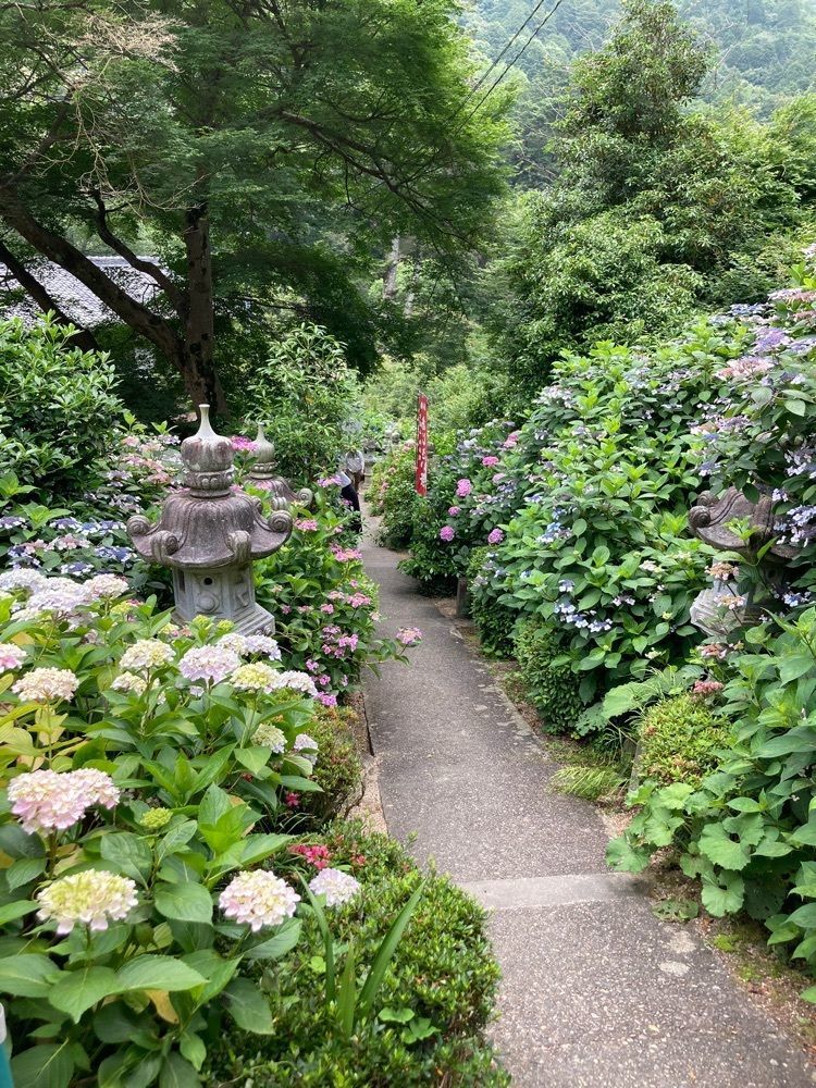 うーとらマンさんが投稿した大滝山福生寺西法院の紫陽花に関する口コミの画像