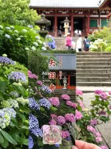 矢田寺のアジサイ