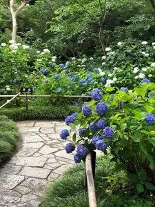 矢田寺のアジサイ