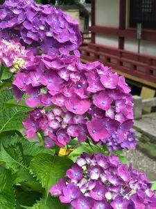 矢田寺のアジサイ