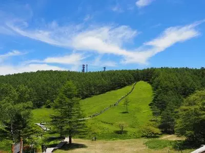 入笠山のすずらん