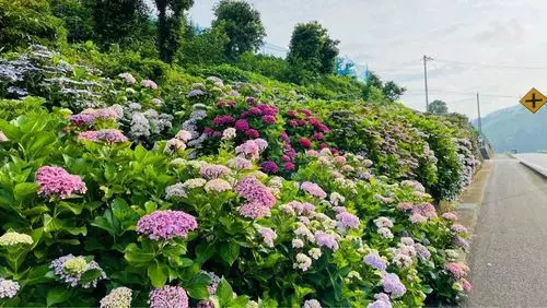 神山町 3枚目