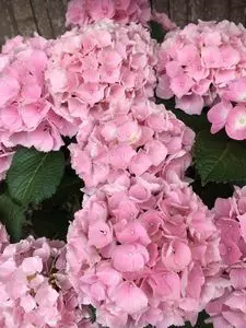 形原温泉あじさいの里