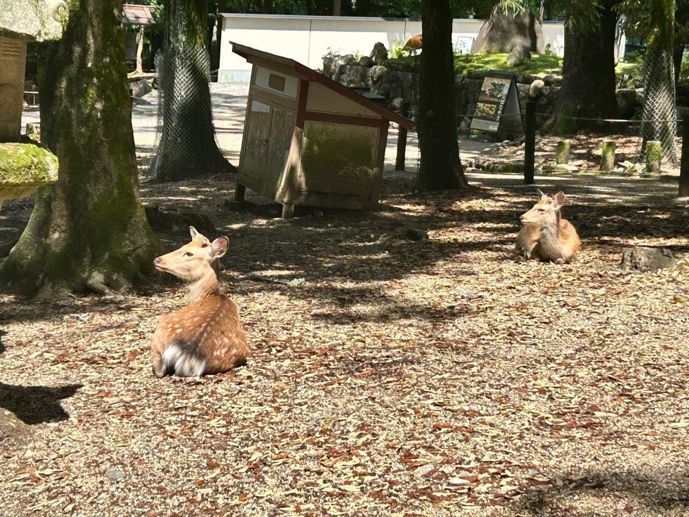 beautiful_garden_e784さんが投稿した春日大社国宝殿に関する口コミの画像