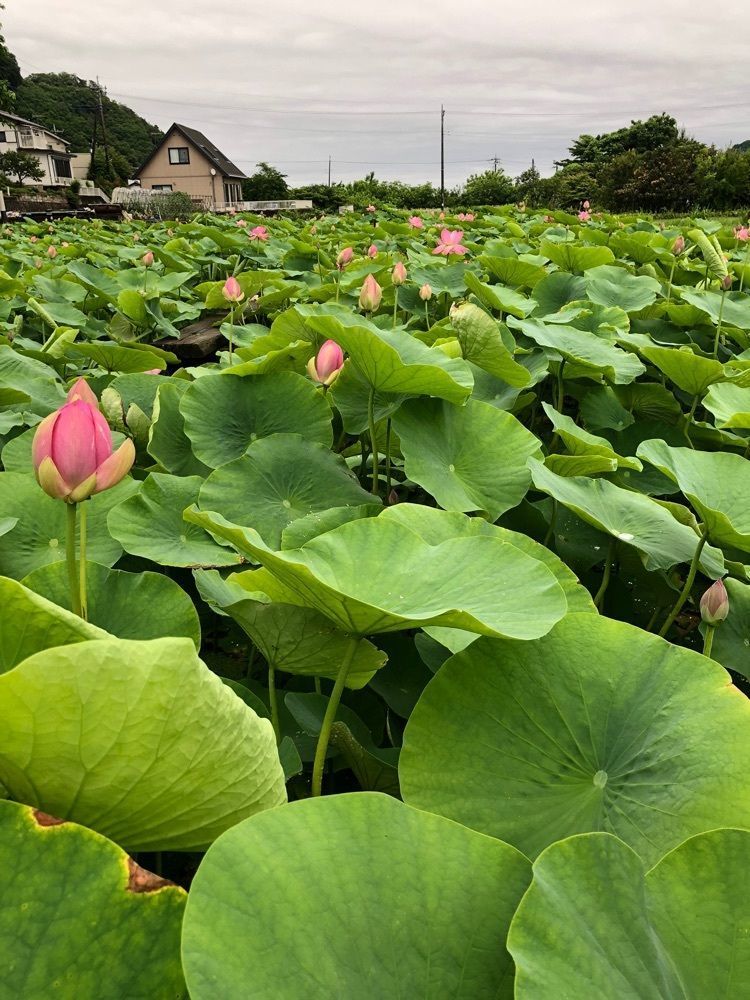 それなはとけさんが投稿した富岡市に関する口コミの画像