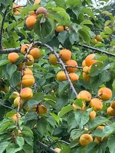 あんずの里スケッチパーク