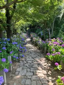 本光寺のあじさい