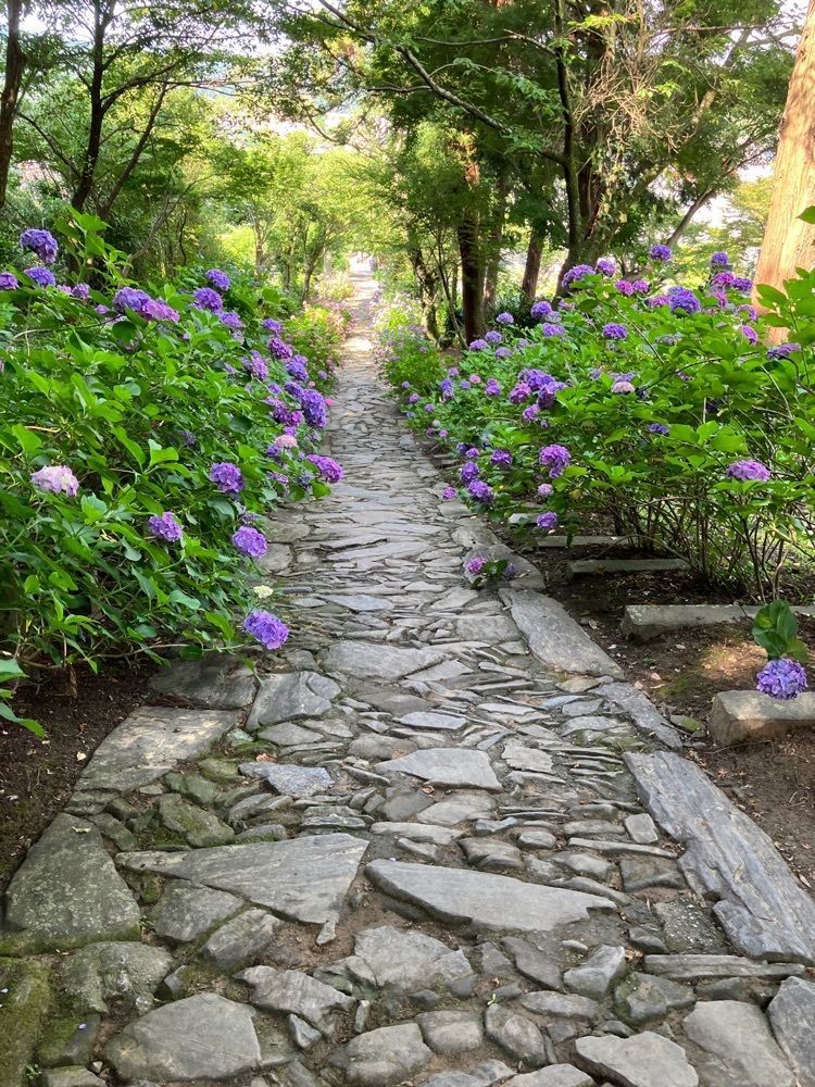 べべさんが投稿した本光寺のあじさいに関する口コミの画像