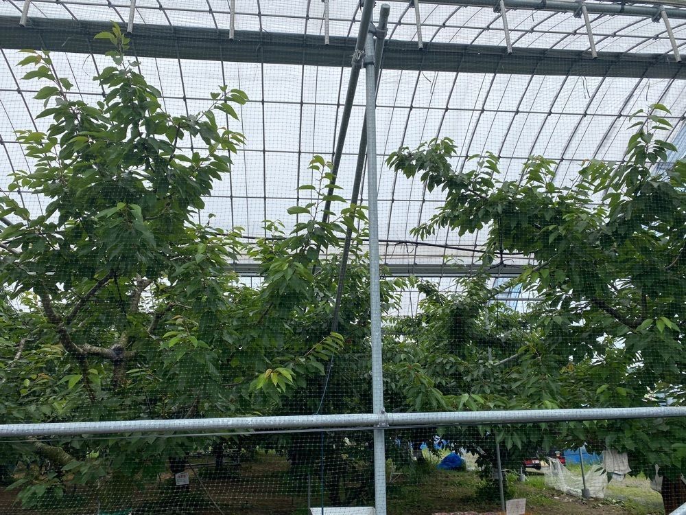 シルバーさんが投稿したよろこび農園竜玉に関する口コミの画像
