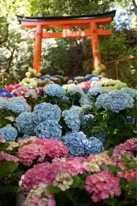 柳谷観音楊谷寺のあじさい