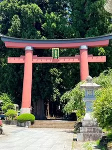 河口浅間神社の七本杉