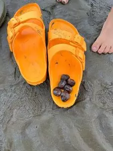 葛西海浜公園