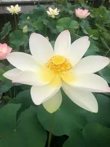 大賀ハス