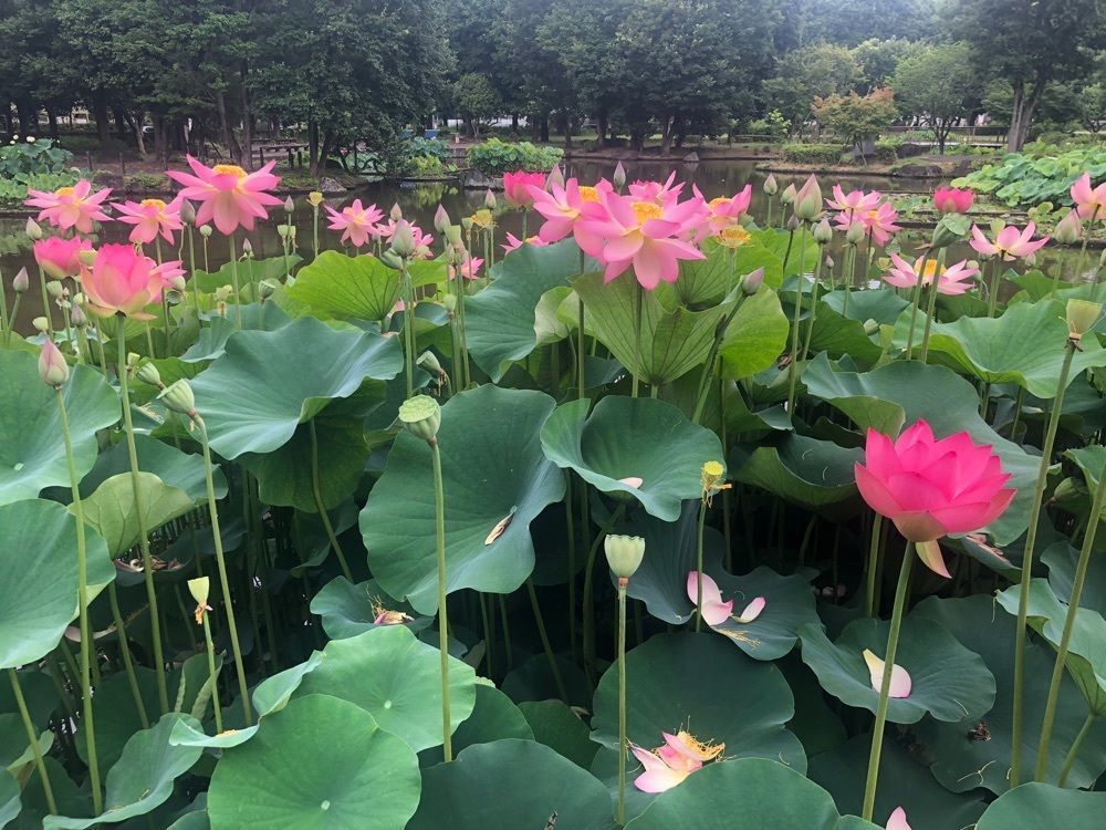 それなはとけさんが投稿した大賀ハスに関する口コミの画像
