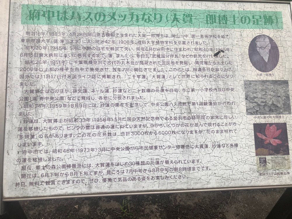 それなはとけさんが投稿した大賀ハスに関する口コミの画像