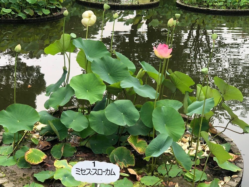 それなはとけさんが投稿した大賀ハスに関する口コミの画像
