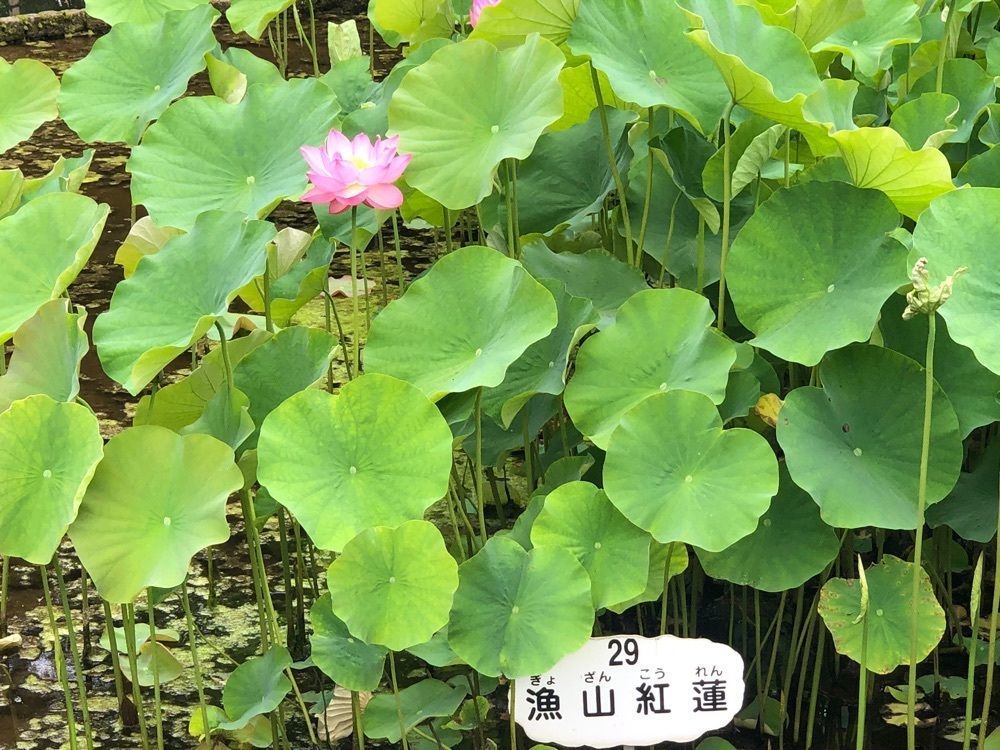 それなはとけさんが投稿した大賀ハスに関する口コミの画像