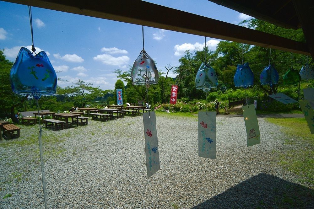 junkunさんが投稿したわんダフルネイチャーヴィレッジ　「あじさい園」に関する口コミの画像
