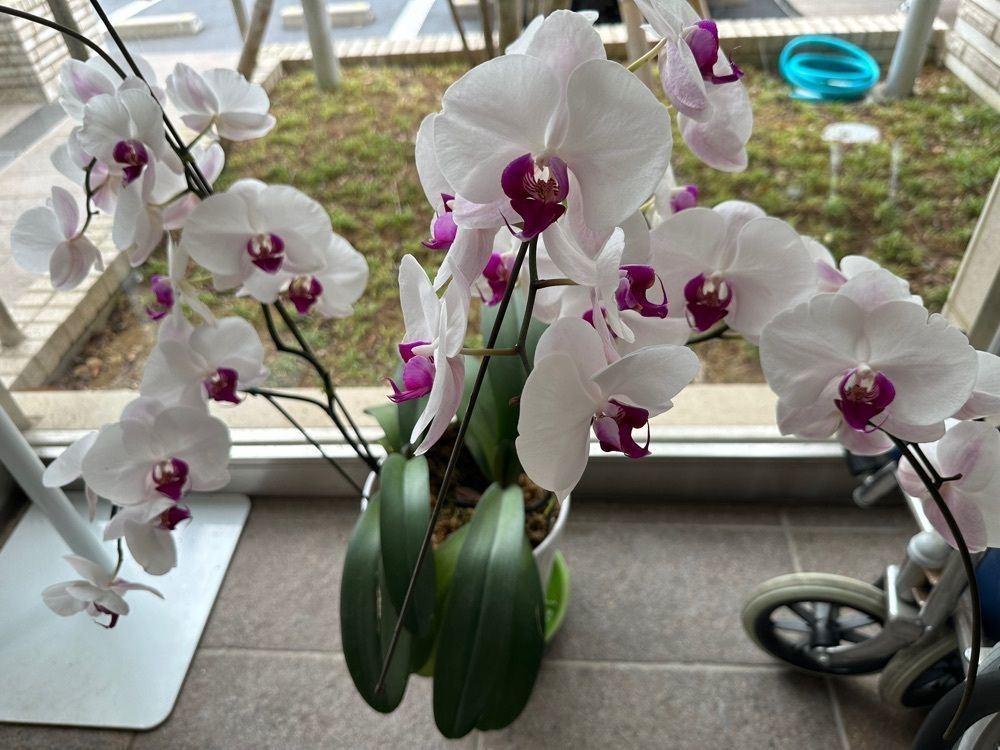 jamesさんが投稿したガスト 綾瀬店に関する口コミの画像