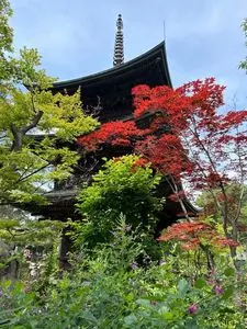 信濃国分寺の蓮