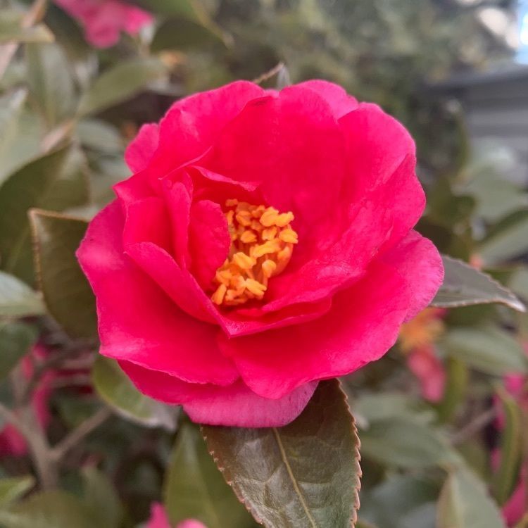 blossom&C7の画像