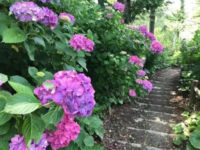 下田公園のアジサイ