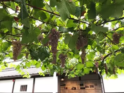 シャトー・メルシャン 勝沼ワイナリー（Chateau Mercian Katsunuma Winery）