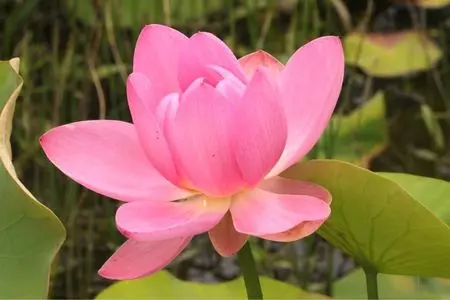 信濃国分寺本堂