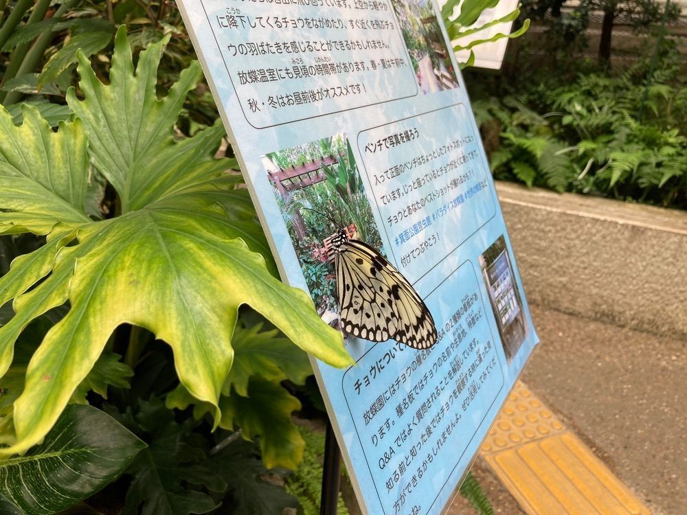 t_sugiuraさんが投稿した箕面公園昆虫館に関する口コミの画像