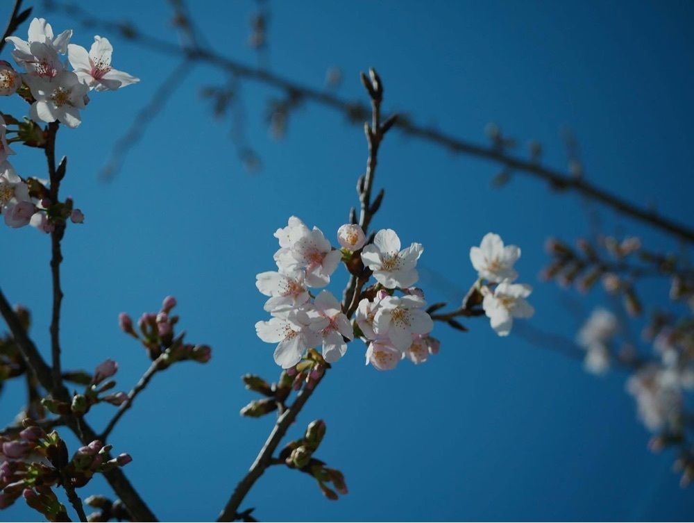 おでかけ探検部さんが投稿した無心庵（むしんあん）に関する口コミの画像