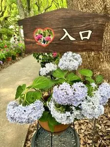 筥崎宮あじさい苑