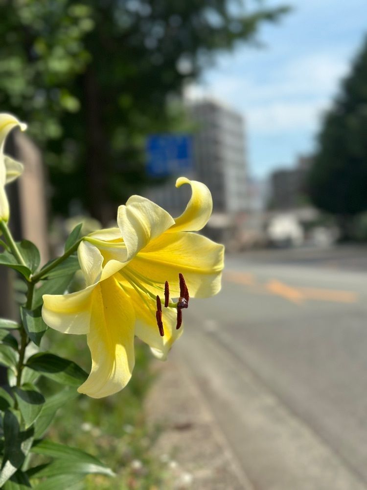 nico☺︎さんが投稿したマツモトキヨシ サクラマチ熊本店に関する口コミの画像