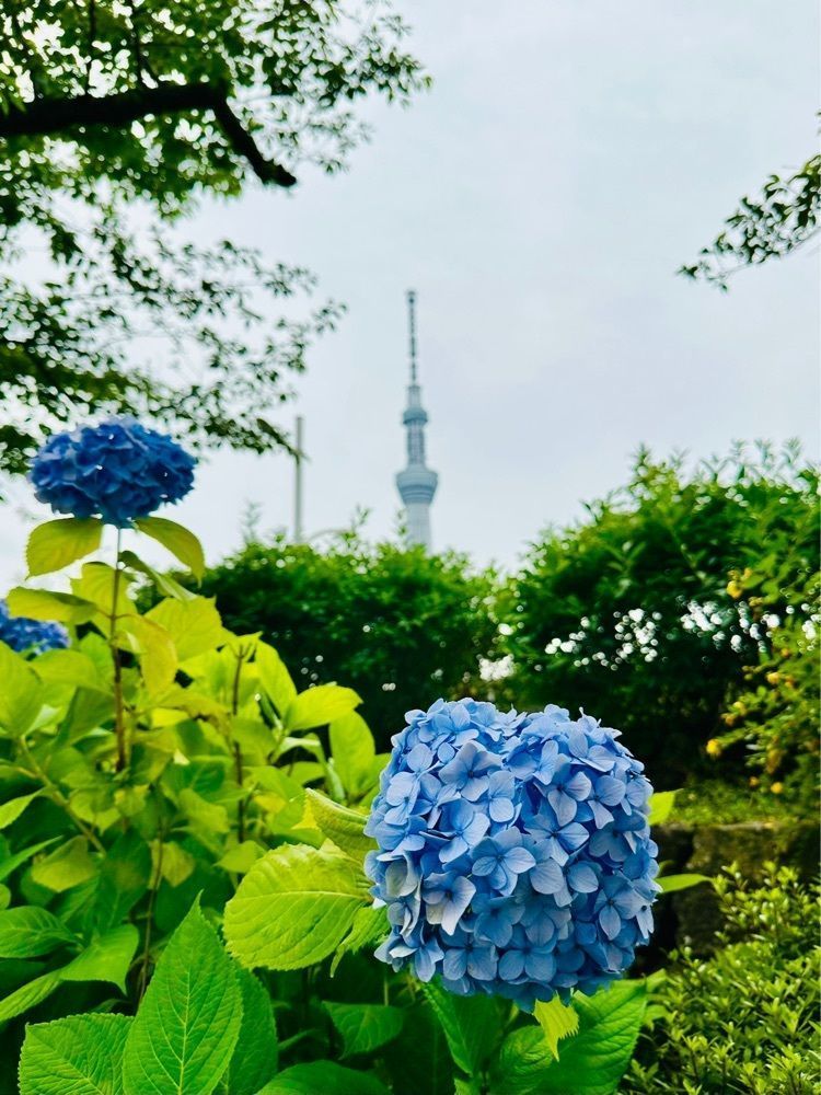 nico☺︎さんが投稿したタリーズコーヒー 隅田公園店に関する口コミの画像