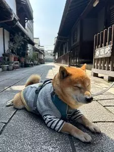 照蓮寺