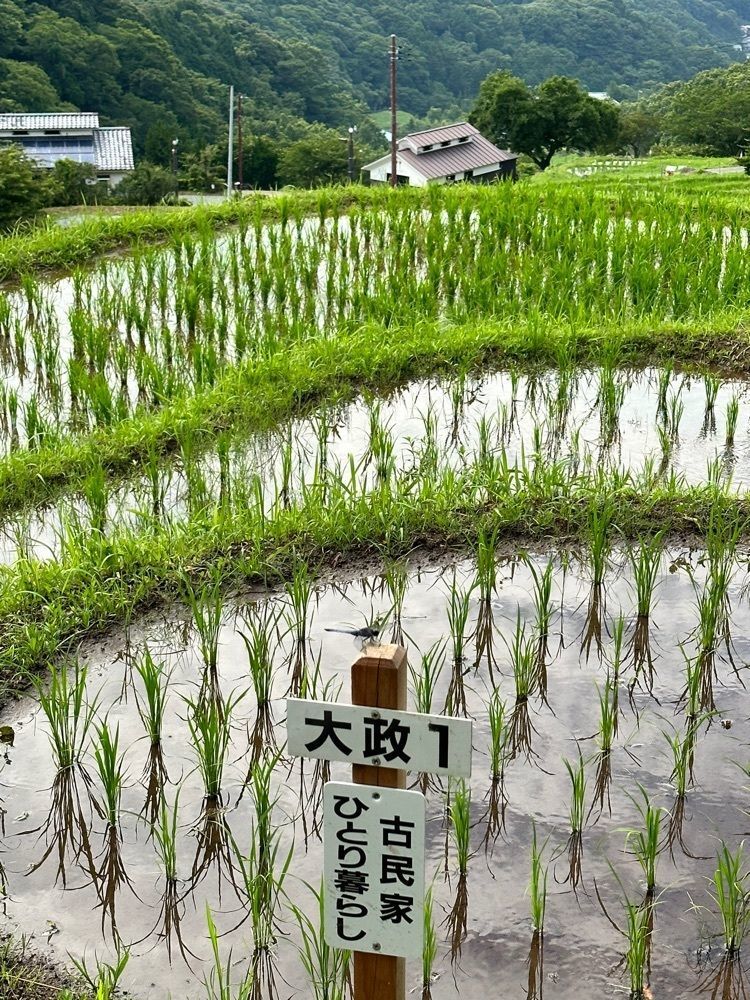 yoko☆さんが投稿した石部の棚田 展望台に関する口コミの画像