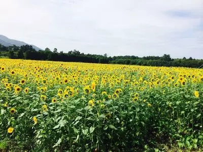 煙山ひまわりパーク