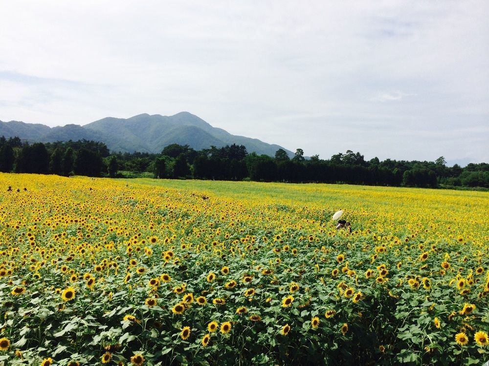 niceage1993さんが投稿した煙山ひまわりパークに関する口コミの画像