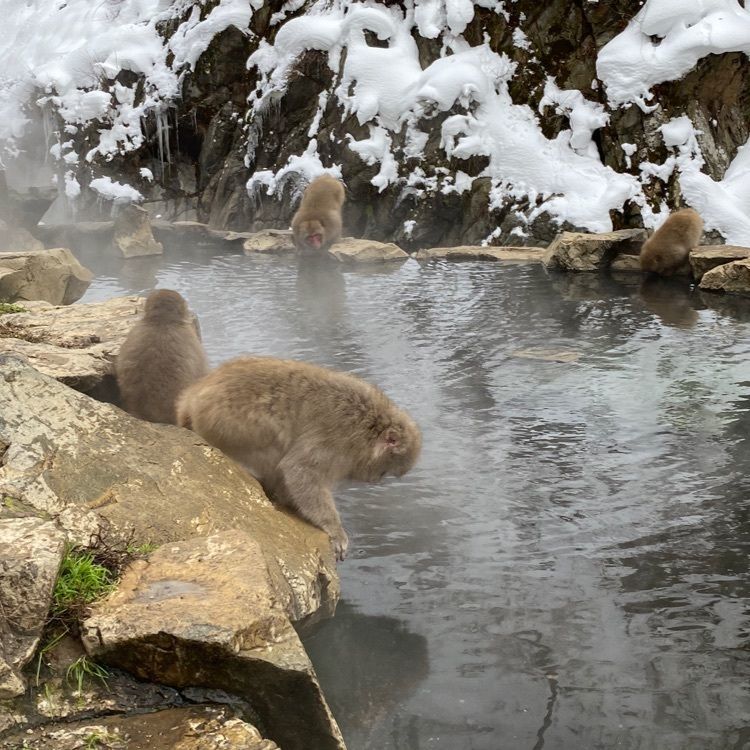 カレンさんが投稿した湯田中温泉に関する口コミの画像