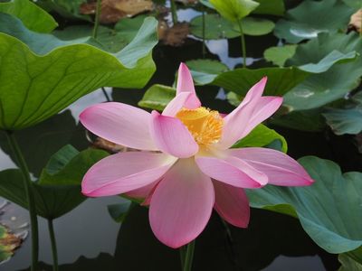 蓮華寺池公園 6枚目