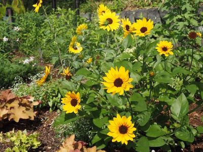 蓮華寺池公園 5枚目