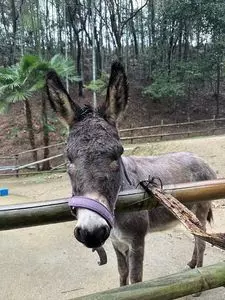 神勝寺 禅と庭のミュージアム