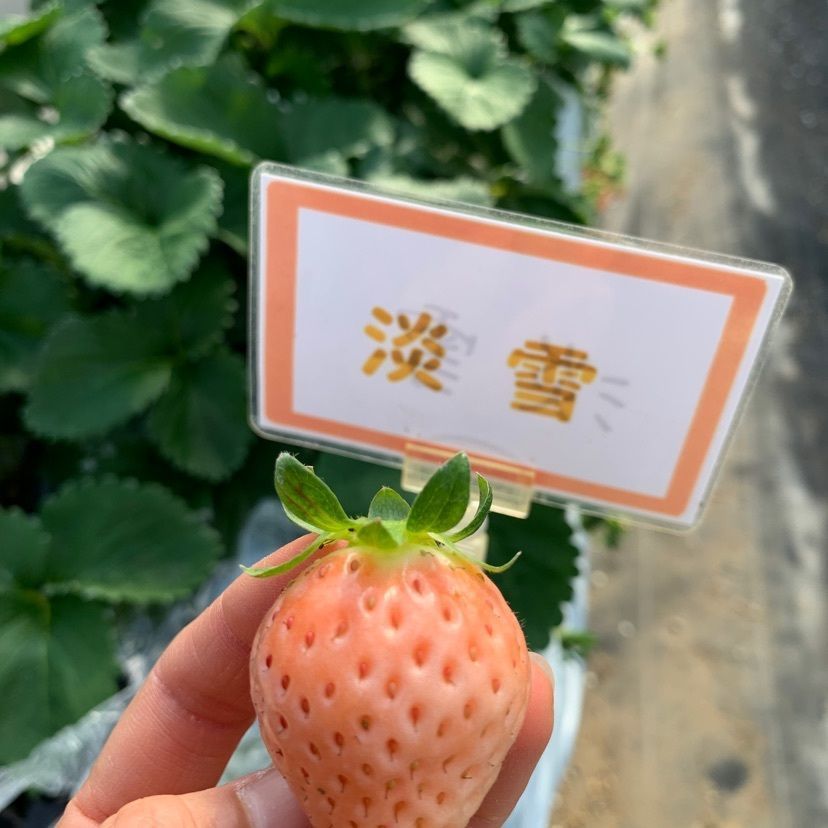 natsukokoさんが投稿した大竹いちご園に関する口コミの画像